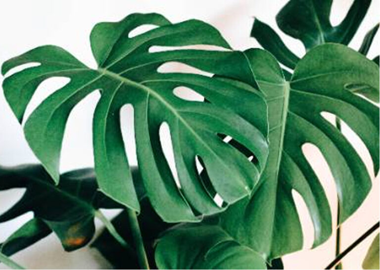 Giftable Plants which warms the heart